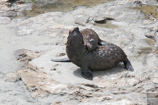 New Zealand 09 10  182